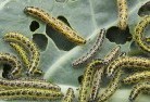 Central Australiagarden-pests-and-diseases-6.jpg; ?>