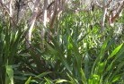 Central Australiaresidential-landscaping-31.jpg; ?>